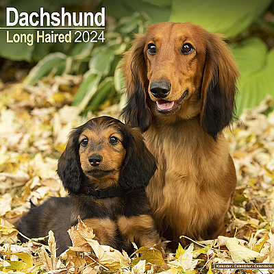Dachshund Long Haired Calendar 2024 (Square)
